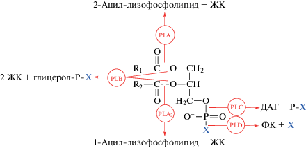 Биоорганическая химия. T. 47, Номер 4, 2021