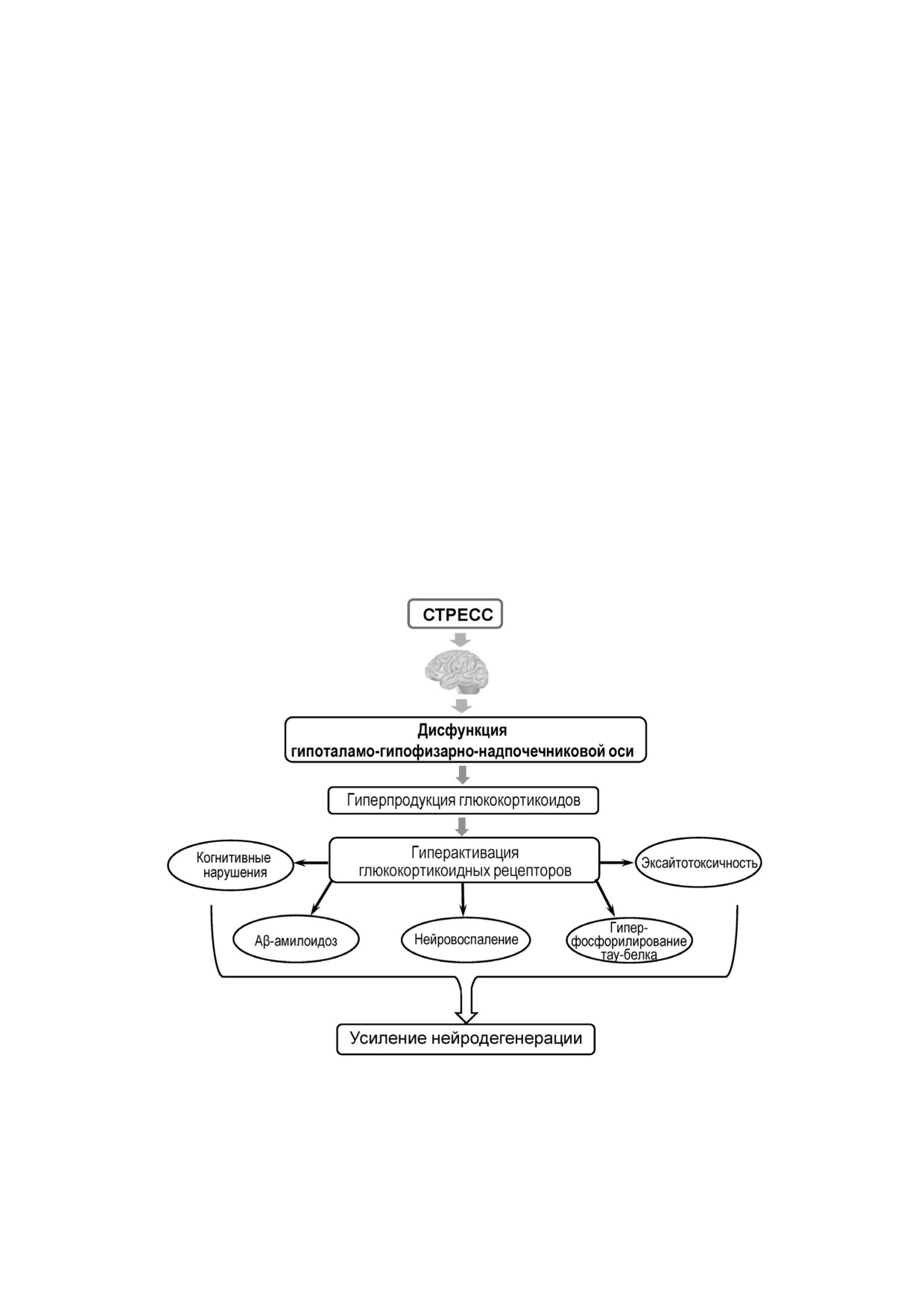 A Semiquantitative analysis of dentate gyrus DG mineralocorticoid   Download Scientific Diagram