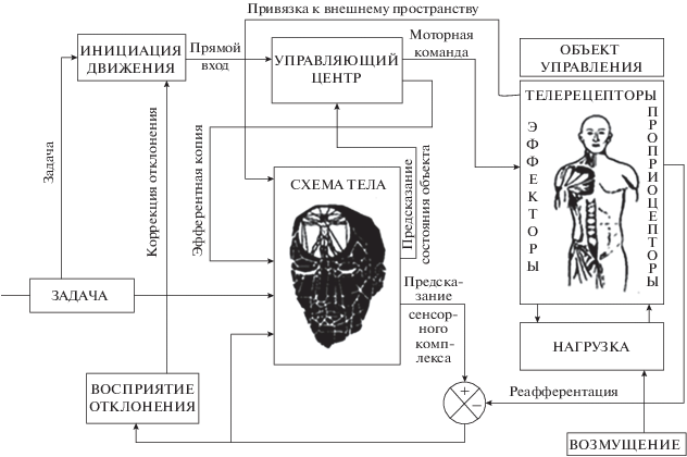 Анатомия человека — Википедия