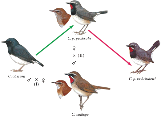 Доклад по теме Межвидовая гибридизация у птиц