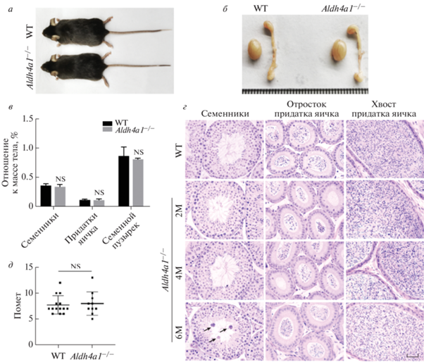 Spermatogenesis parameters in mice cba×c57bl6 under combined action of chromium and benzen