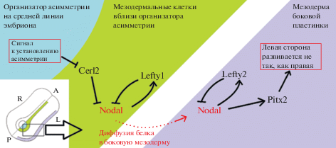 Биология и медицина