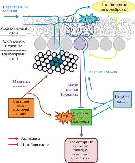 Estetrol: a new word in modern hormonal contraception. A review