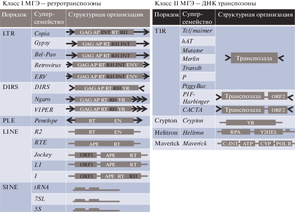 Онковирус — Википедия