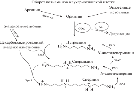 Самцы миног привлекли фертильных самок афродизиаком в сперме